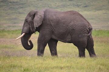 Elephant