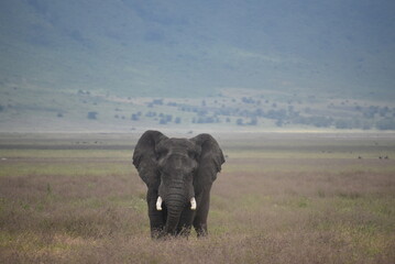 Fototapeta premium Elephant