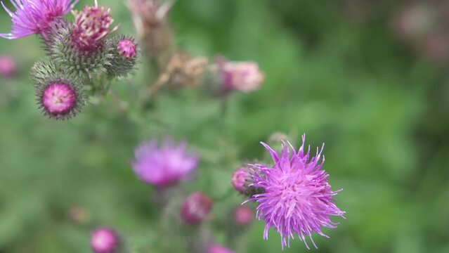 beautiful wild medical herb -thistle growth in meadow at sunny evening. close up