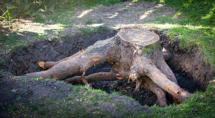 tree roots