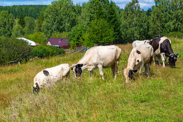 Fototapeta na wymiar Rural landscape, large herd of cows crosses a field road, Ural village, summer landscape with clouds, Russia.
