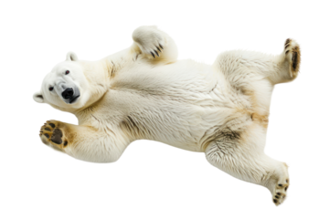 Lying polar bear isolated on white or transparent background, top view, png clipart, design element. Easy to place on any other background.