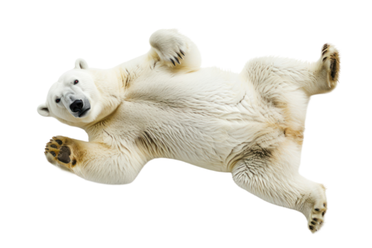 Lying polar bear isolated on white or transparent background, top view, png clipart, design element. Easy to place on any other background.