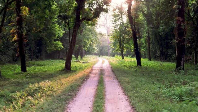 Jungle gyp safari inside Gorumara National Park situated in Dooars, West Bengal, India.