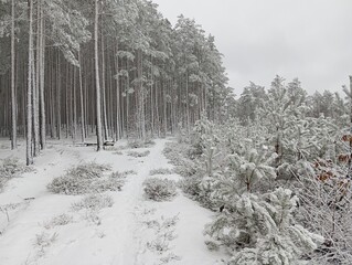 
Winter snowy forest