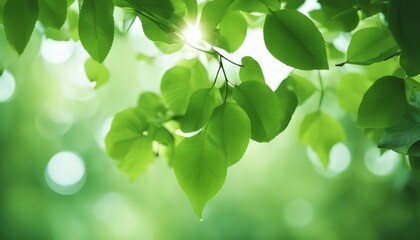 Green leaves eco-friendly background with place for text. Concept of ecology and healthy environment
