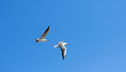 Fototapeta na wymiar Black-headed gulls during flight over a river