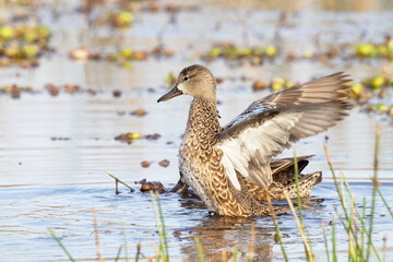 Blue-winged teal duck (Spatula discors) in a wetland in southwest Florida