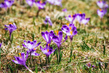 amazing field of blooming purple (blue) crocuses blooming in spring time. natural background (banner)