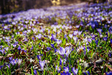 amazing field of blooming purple (blue) crocuses blooming in spring time. natural background (banner)