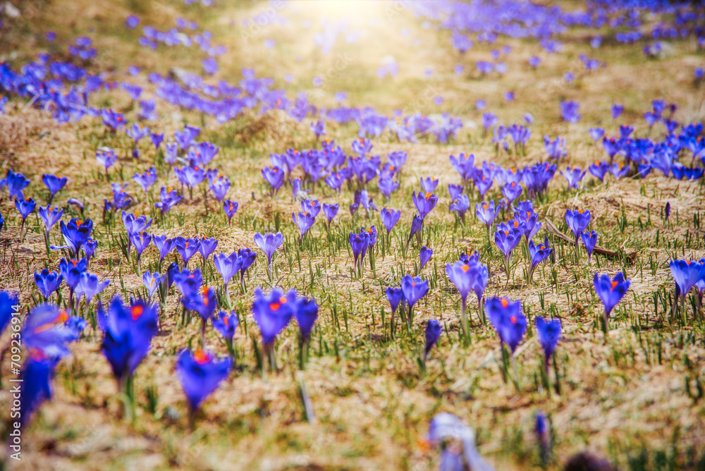 Wall mural amazing field of blooming purple (blue) crocuses blooming in spring time. natural background (banner