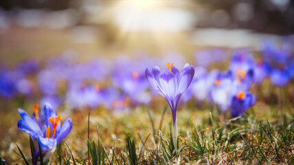 amazing field of blooming purple (blue) crocuses blooming in spring time. natural background...