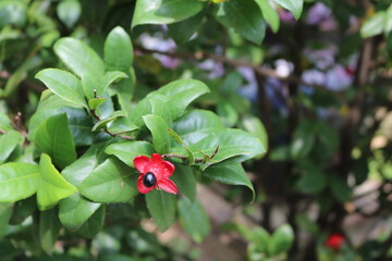 The beautiful flowers in the park make for a pleasant picnic.
