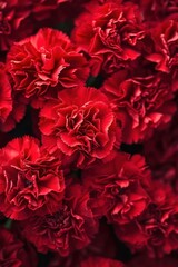 Carnations flowers with red petals Close Up. Natural wallpaper. Spring is here