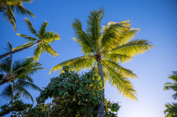 Fototapeta na wymiar Morning Sunlight on a Palm Tree Underneath a Blue Sky in Hawaii.
