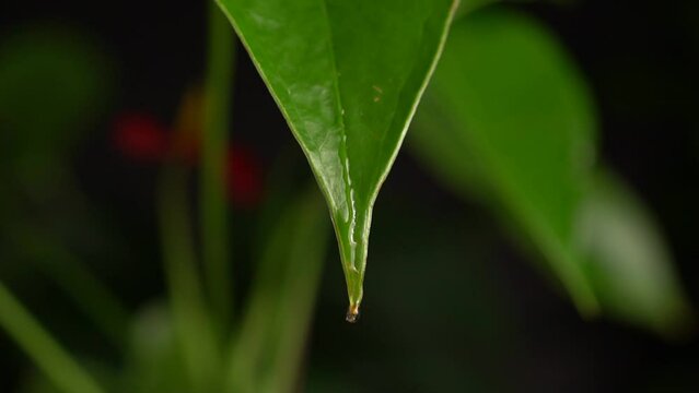 Droplet of rain water is falling from fresh green wild Laceleaf Anthurium leaf. Raindrop on tip of leaf falling into the ground, jungle forest nature background macro close up. Selective focus.