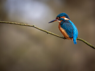 Perched Young Female Kingfisher.