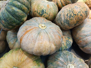 harvest fresh cantaloupe ready to be sold on the market