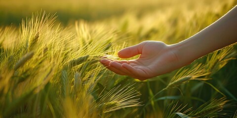 Hand Gently Touching Wheat Ears at Sunset in a Lush Field