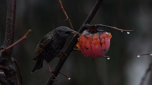 Uccello sotto la pioggia mentre mangia un frutto