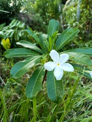 Cerbera odollam is a tree species in the family Apocynaceae commonly known as the suicide tree or pong-pong. 