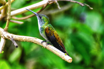 A female White-necked Jacobin (Florisuga mellivora) perching  Small bird. Tropical bird in nature.