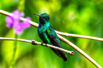 A male Black-throated Mango hummingbird (Anthracothorax nigricollis).