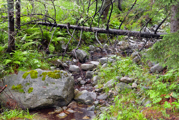 Fototapeta premium Rocky stream of Kezmarska Biela voda in the Tatra mountain