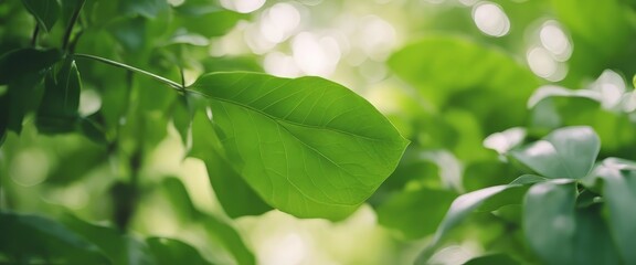 Fototapeta na wymiar Nature of green leaf in garden at summer. Natural green leaves plants using as spring background