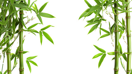 bamboo on transparent background PNG
