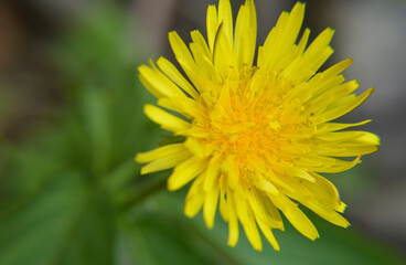 yellow dandelion flower
