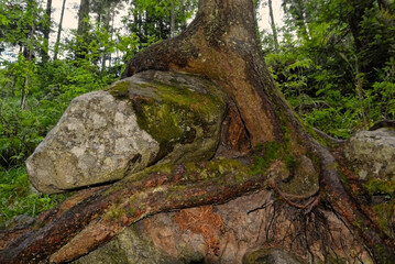 Fototapeta na wymiar Tree roots in the forest in the Tatra mountain