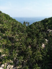 Fototapeta na wymiar Drone photo of jungle, Koh Tao island, Ko Pha-ngan District, Surat Thani, Thailand, Siam Gulf