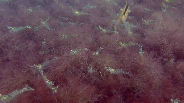 Large accumulation of shrimps (Palaemon) on red algae covering the seabed.
