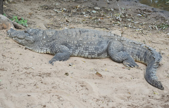 A beautiful picture of a nile crocodile laying on ground.