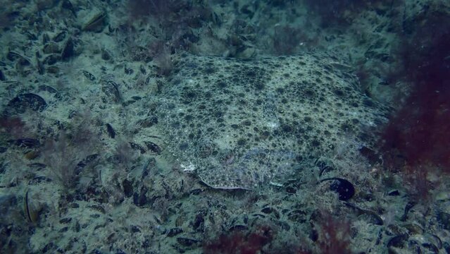 European turbot (Scophthalmus maximus) lies on the bottom covered with mussels and red algae, diagonal view.