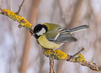 Great tit on yellow branch