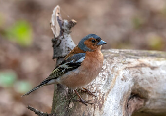 common chaffinch on a tree