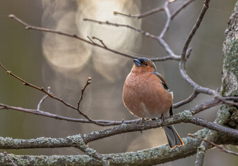 common chaffinch singing