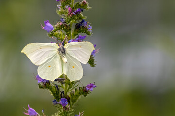 Yellow butterfly on a flower