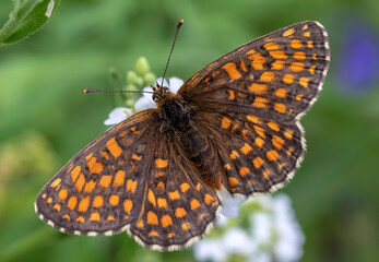 butterfly on a flower