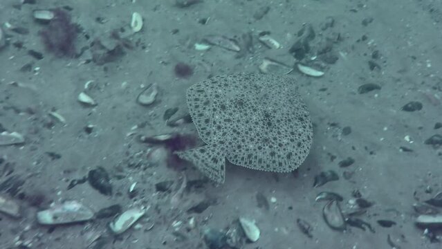 European turbot (Scophthalmus maximus) swims over a sandy bottom and leaves frame.