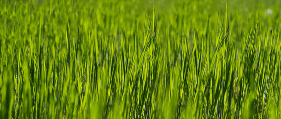 Summer background. Green grass close-up
