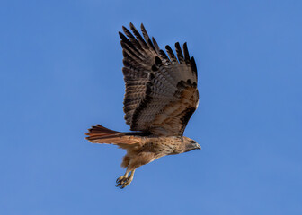 Fototapeta premium Redtail in Flight 2