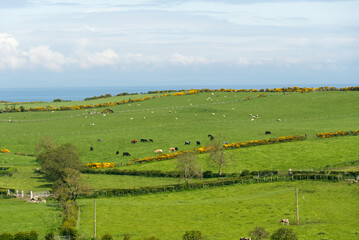 Rinder und Schafe auf Weiden am Gobbins Cliff