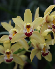 Cymbidium in the botanical garden