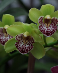Cymbidium orchid in the botanical garden