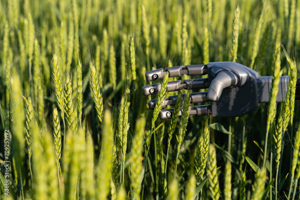 Poster robot hand with ears of rye. smart farming and digital transformation in agriculture 4.0.