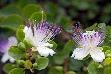Close up of the beautiful flowers of caper bush (Capparis spinosa)