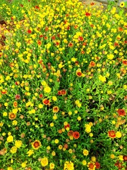 Mix flower garden with different colors of flowers in India